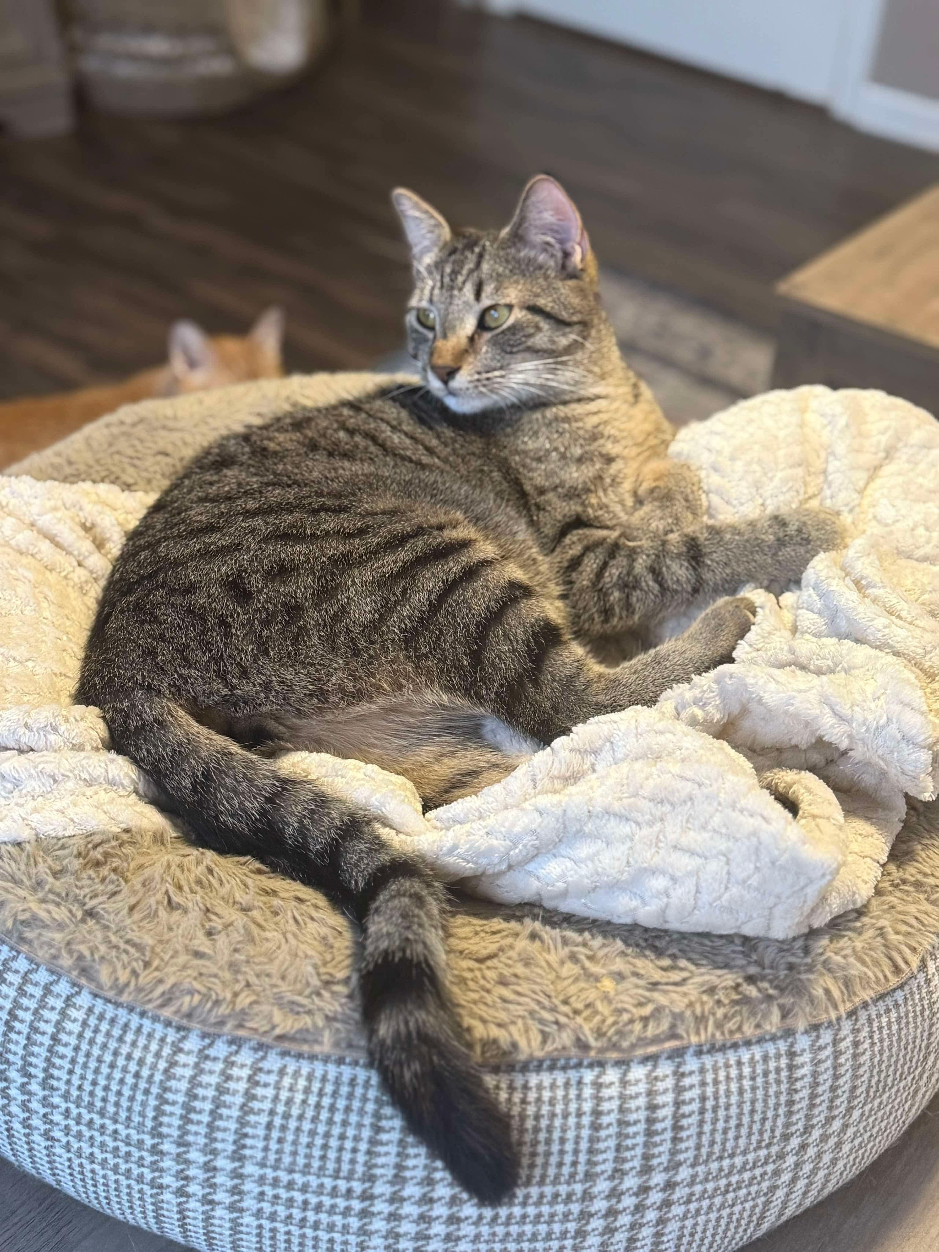 Wren, an adoptable Domestic Short Hair in Stoughton, WI, 53589 | Photo Image 2