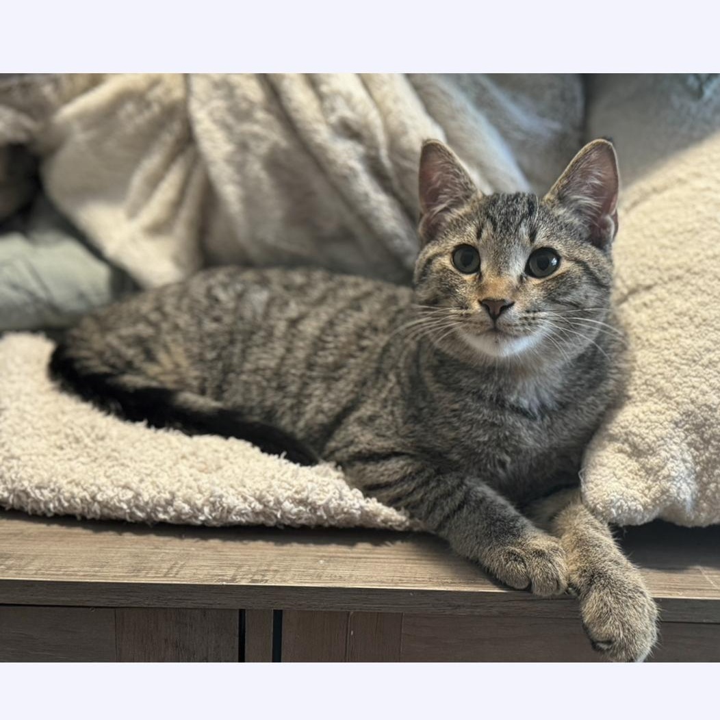 Wren, an adoptable Domestic Short Hair in Stoughton, WI, 53589 | Photo Image 4