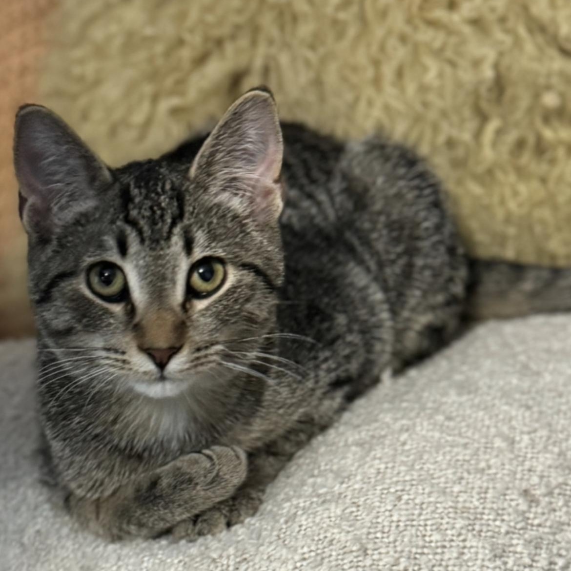 Wren, an adoptable Domestic Short Hair in Stoughton, WI, 53589 | Photo Image 3