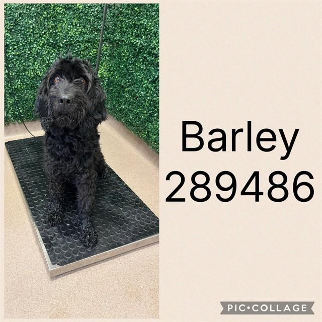 BARLEY, Adoptable, Adult Male Mixed Breed.
