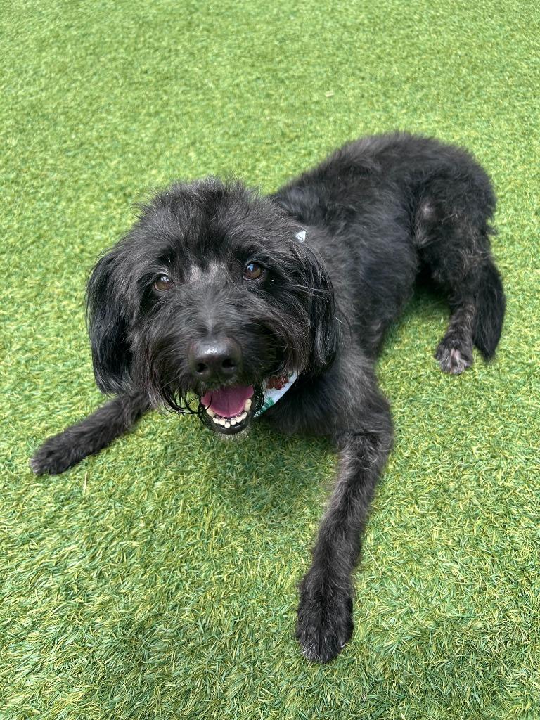 Enlarge Ramsey, a Adoptable mixed breed in Madison, GA image 1/2