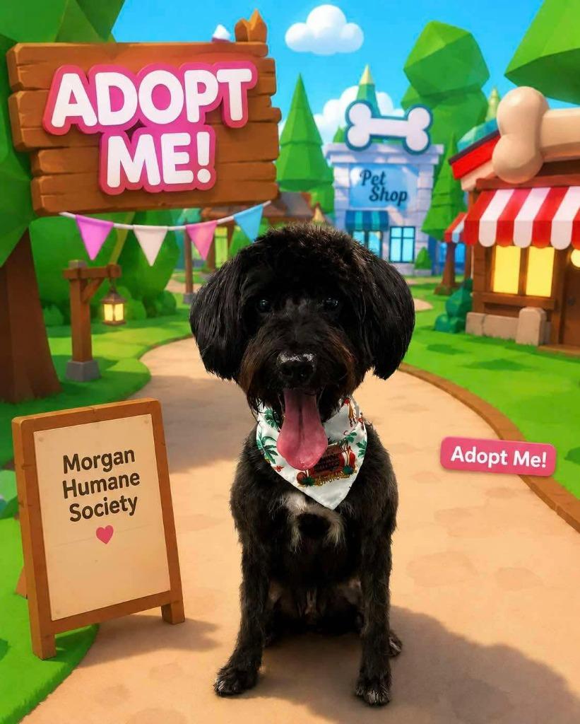 Enlarge Ramsey, a Adoptable mixed breed in Madison, GA image 2/2