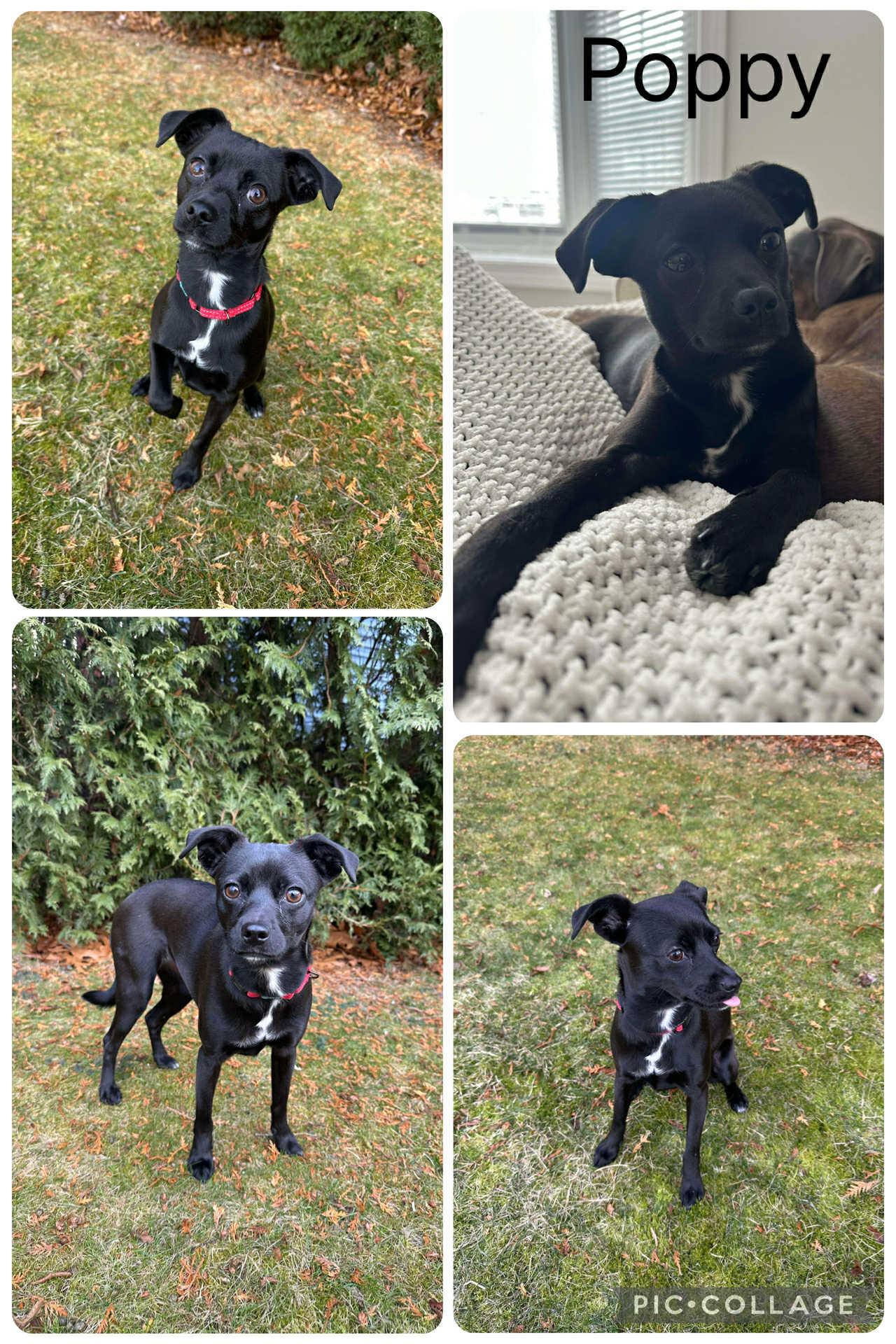 Enlarge Poppy, a ADOPTABLE mixed breed in Enterprise, AL image 1/1