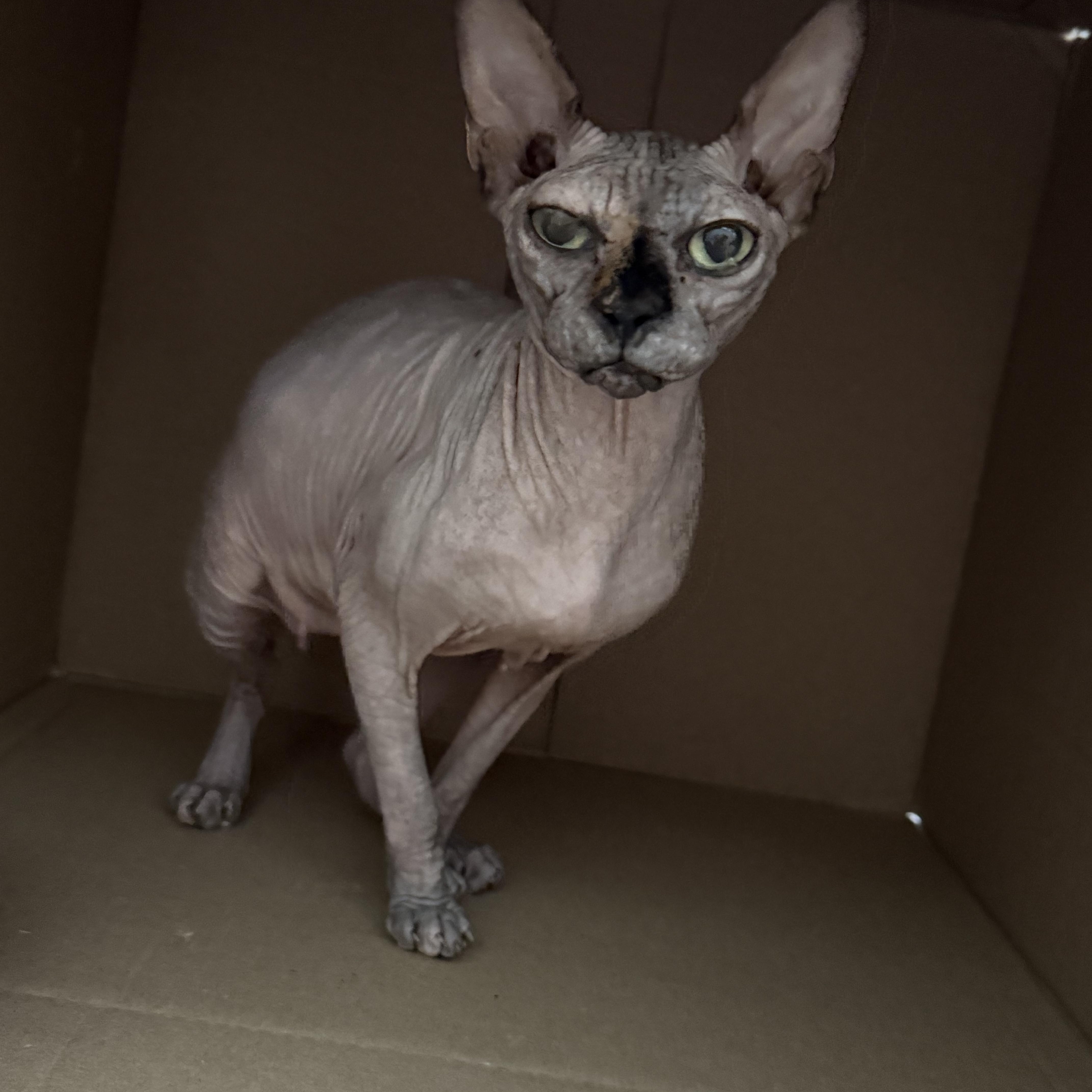 Kissa, Adoptable, Adult Female Sphynx / Hairless Cat.