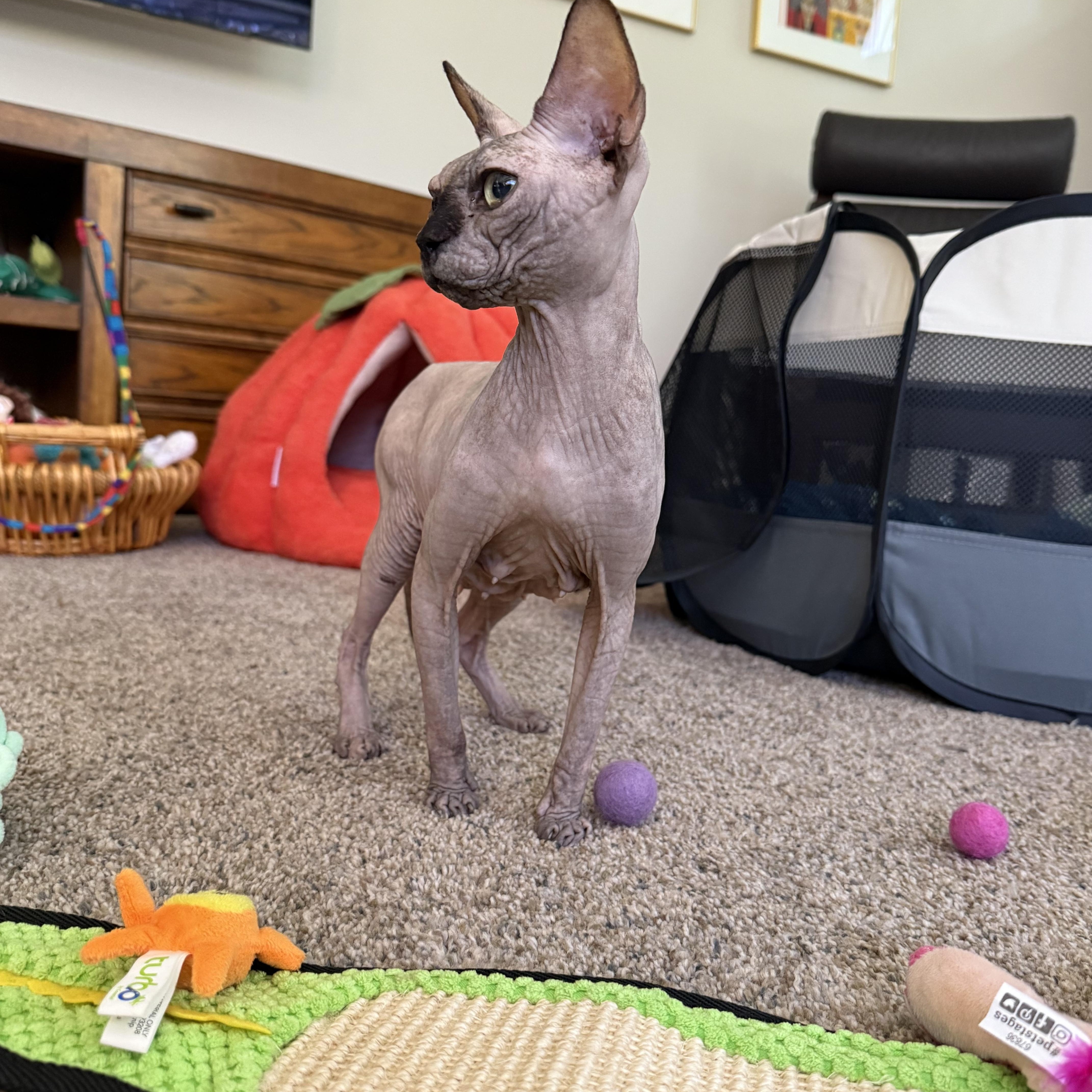 Enlarge Kissa, a Adoptable Sphynx / Hairless Cat in Bradenton, FL image 6/6