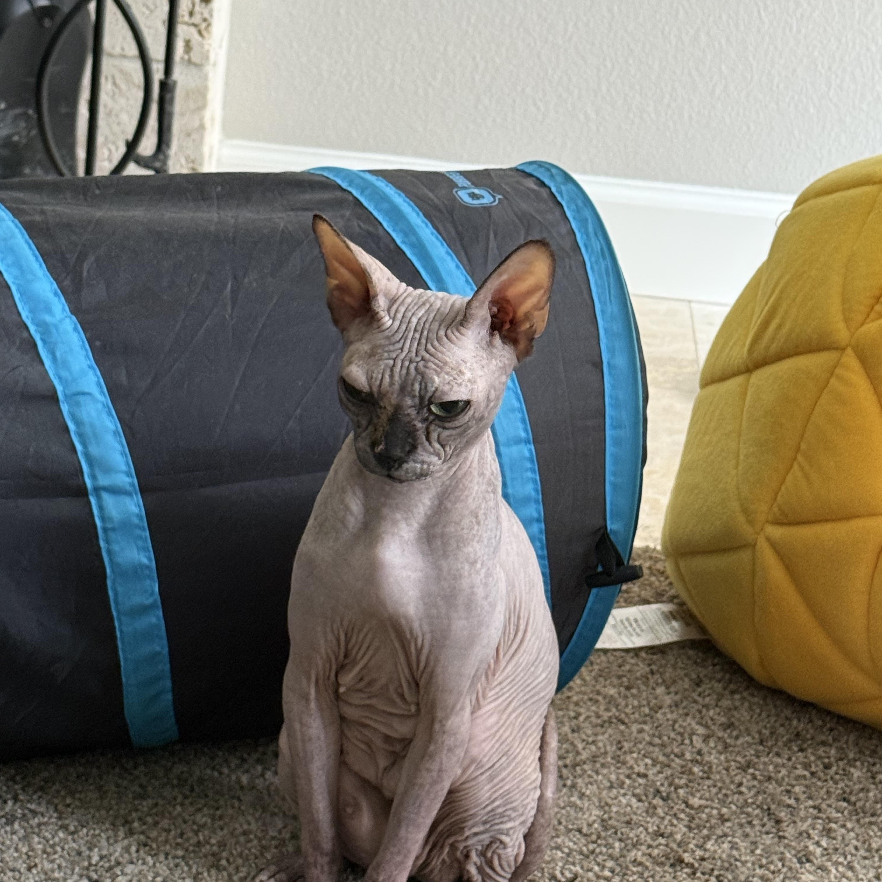 Enlarge Kissa, a Adoptable Sphynx / Hairless Cat in Bradenton, FL image 2/6