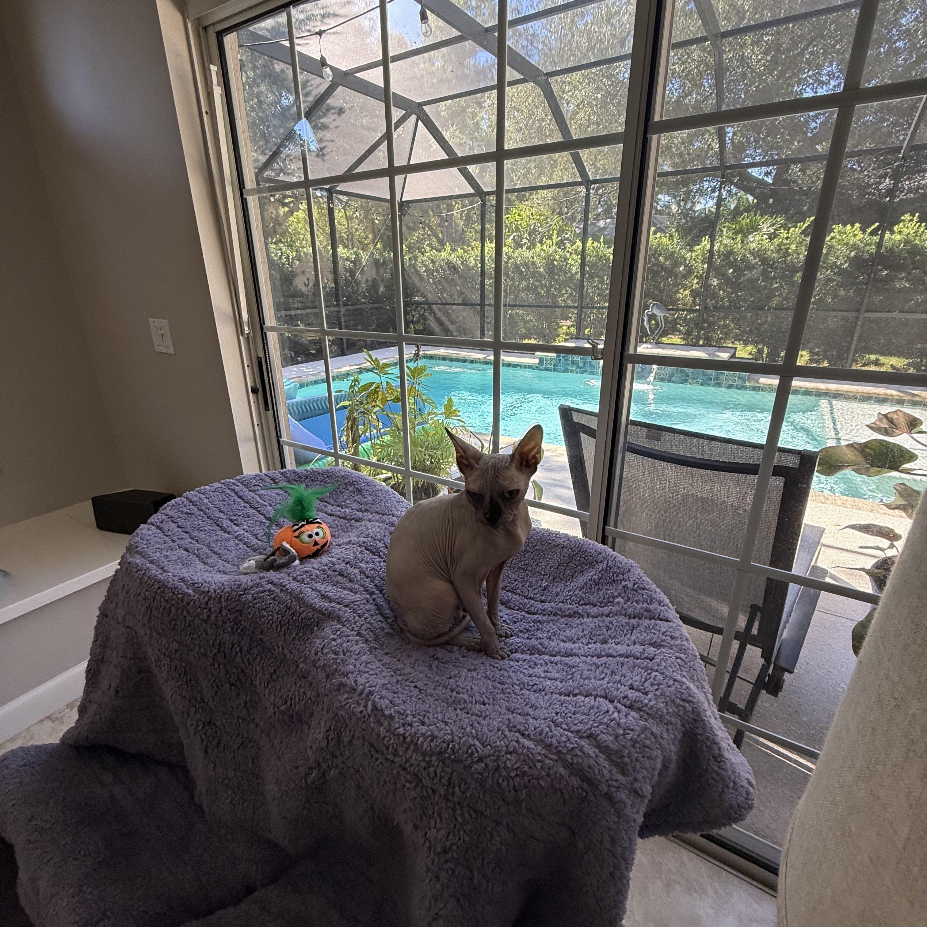 Enlarge Kissa, a Adoptable Sphynx / Hairless Cat in Bradenton, FL image 4/6
