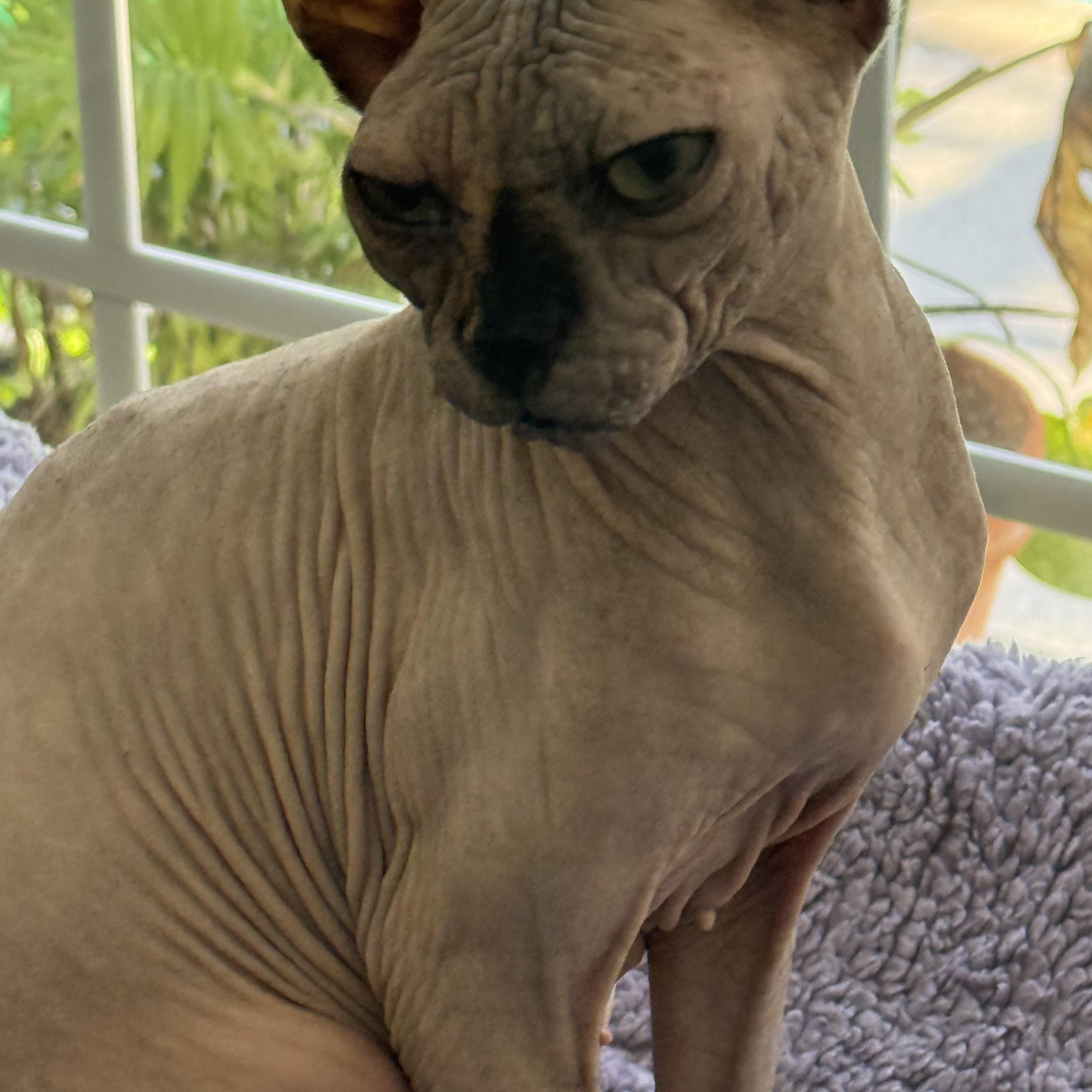 Enlarge Kissa, a Adoptable Sphynx / Hairless Cat in Bradenton, FL image 3/6