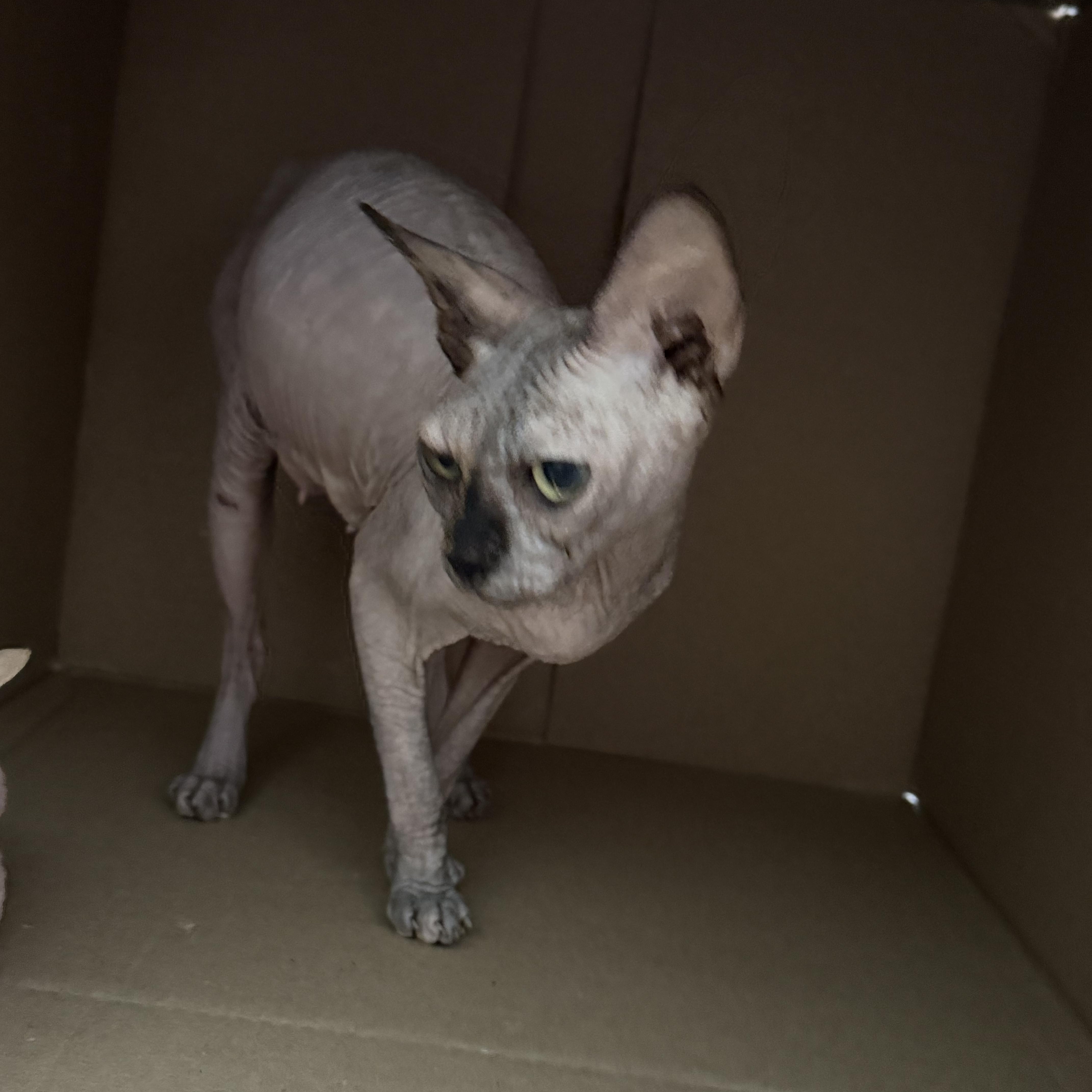 Enlarge Kissa, a Adoptable Sphynx / Hairless Cat in Bradenton, FL image 5/6