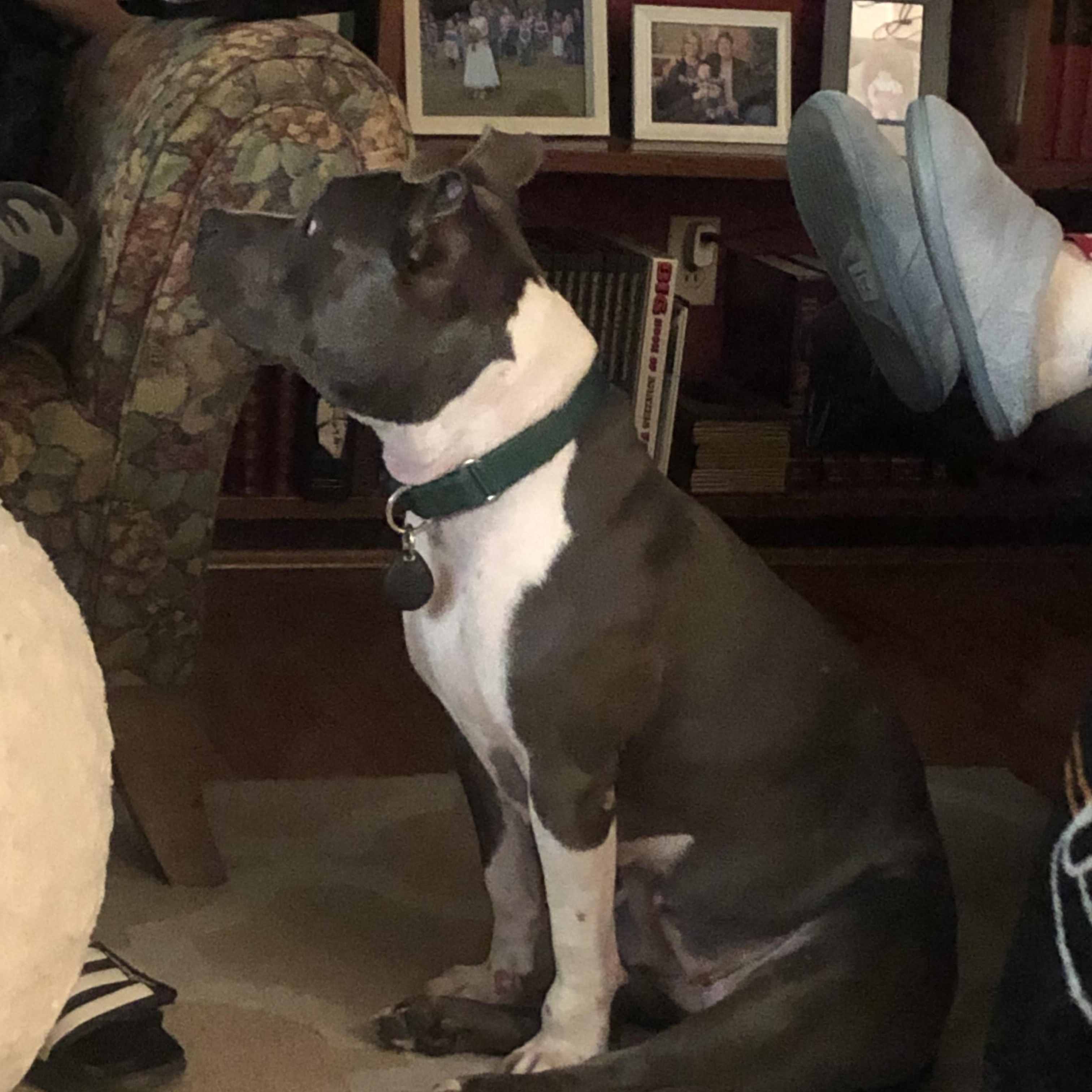 Enlarge Roxy, a Adoptable Pit Bull Terrier in Milford, OH image 1/4