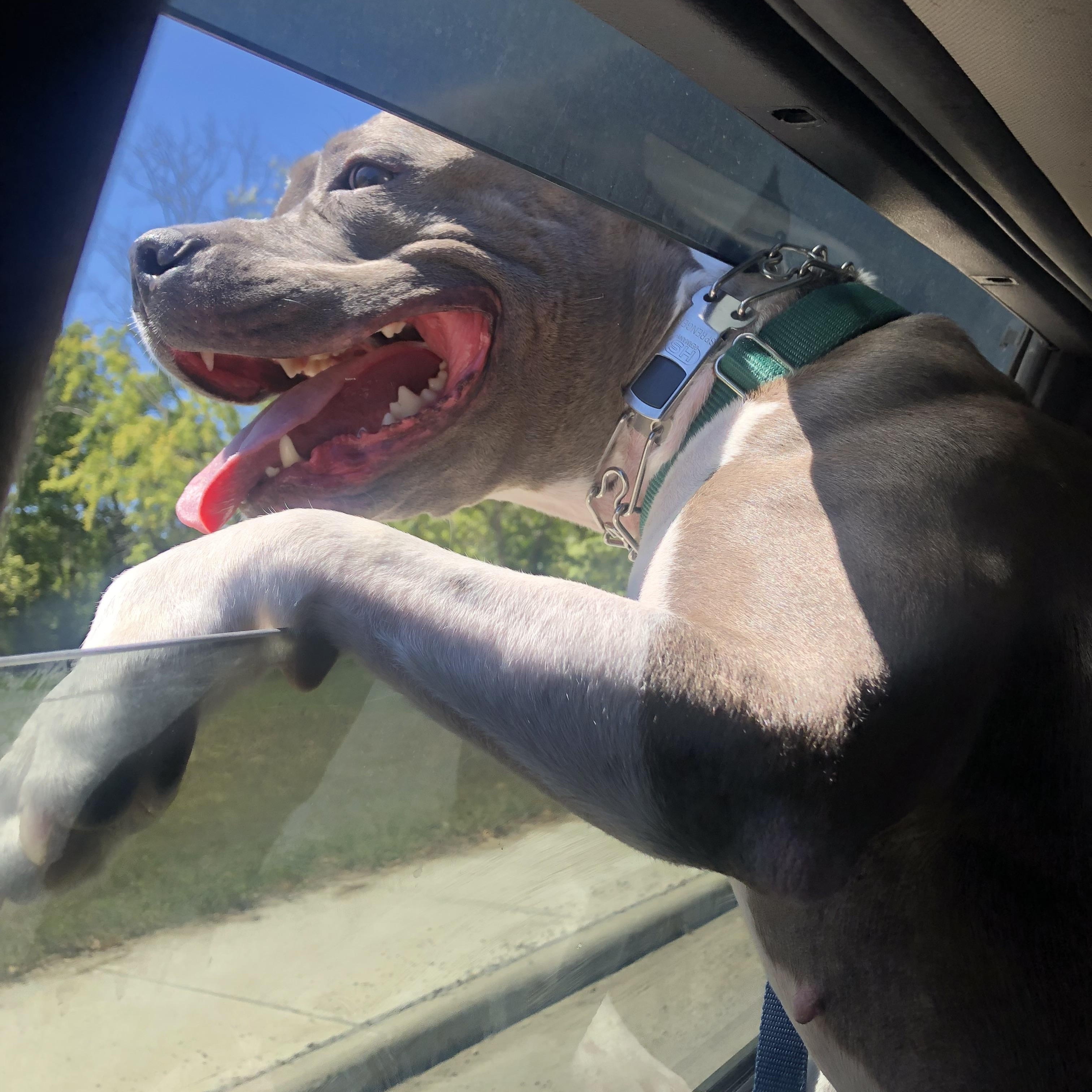 Enlarge Roxy, a Adoptable Pit Bull Terrier in Milford, OH image 2/4