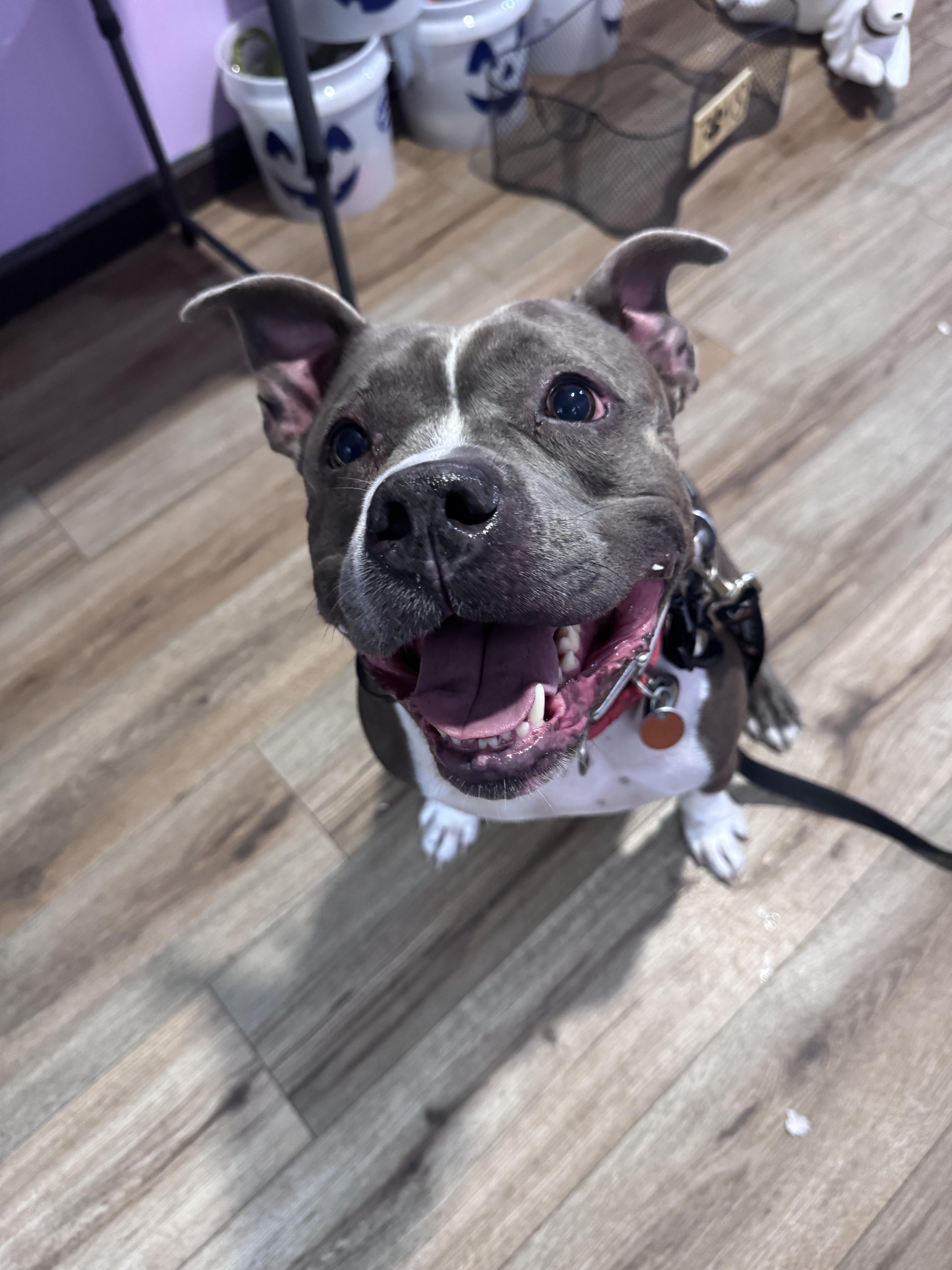Enlarge Roxy, a Adoptable Pit Bull Terrier in Milford, OH image 4/4