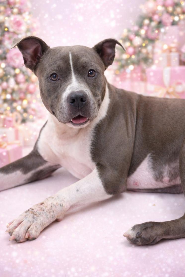 Roxy, Adoptable, Young Female Pit Bull Terrier.