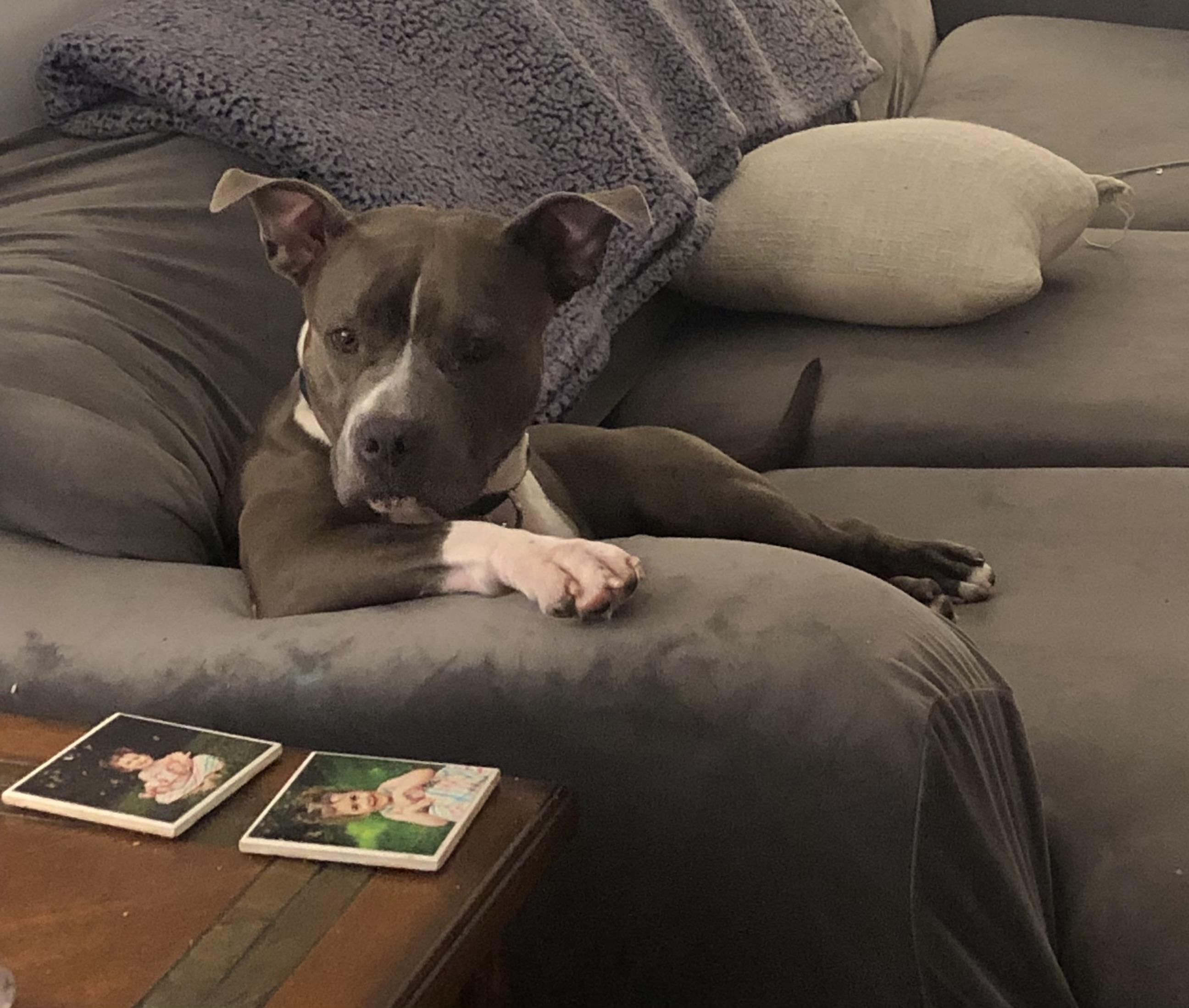 Enlarge Roxy, a Adoptable Pit Bull Terrier in Milford, OH image 3/4