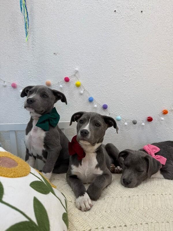 Mosa Cutie baby — thumbnail 2