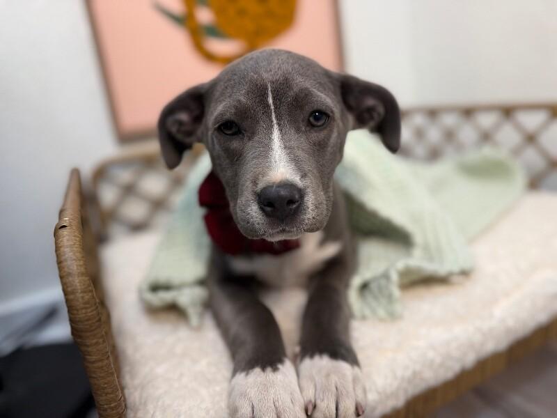 Mosa Cutie baby — thumbnail 4