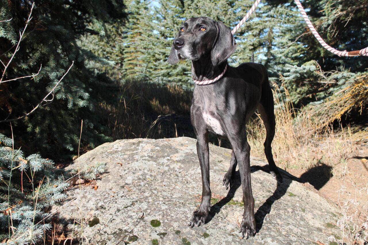 Bronco, an adoptable Mixed Breed in McCall, ID, 83638 | Photo Image 1