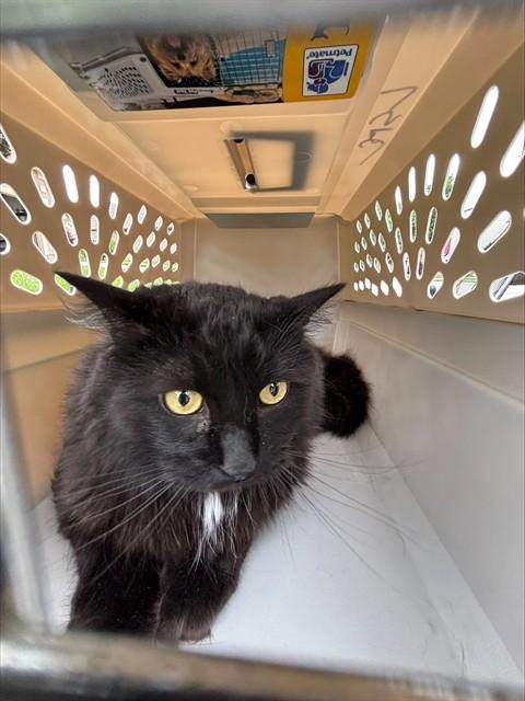 SHELDON, Adoptable, Adult Male Domestic Medium Hair.