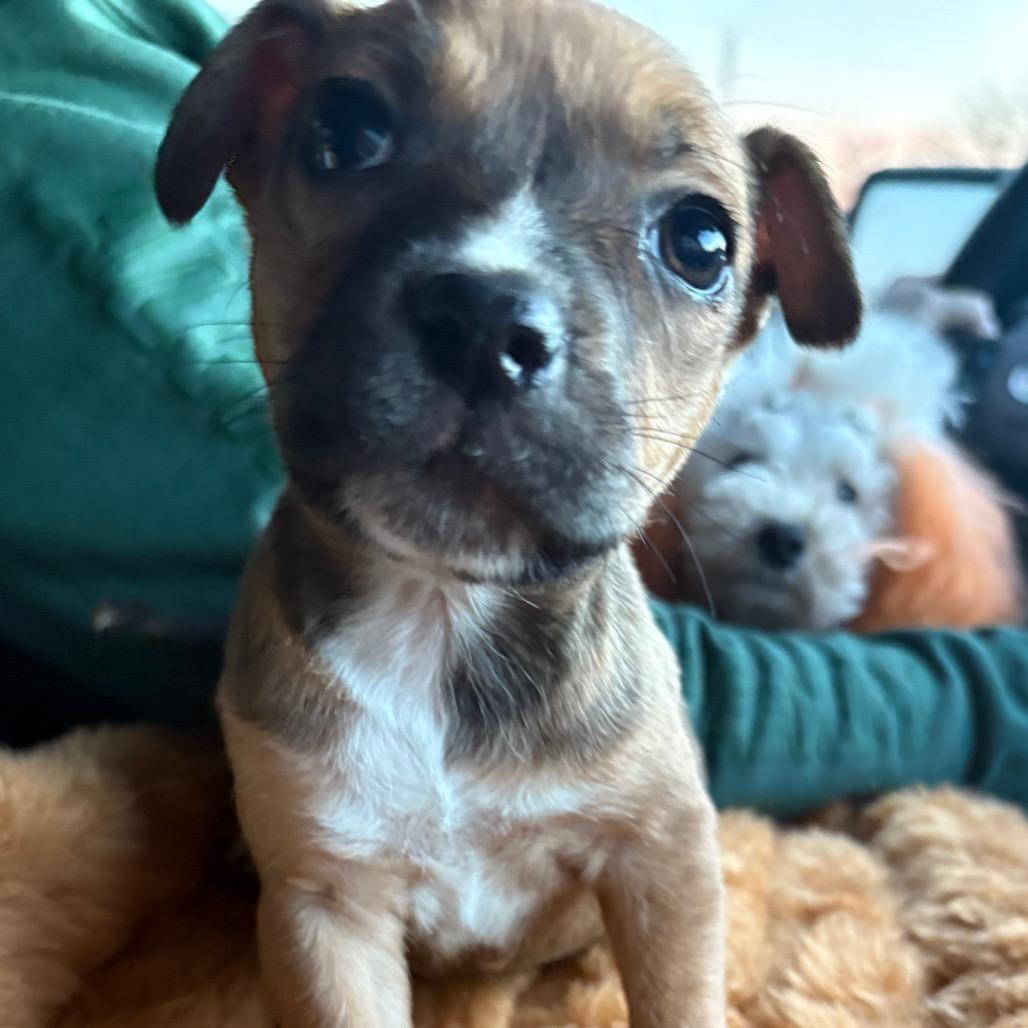 Cinnamon, Adoptable, Puppy Female Catahoula Leopard Dog & Australian Shepherd.