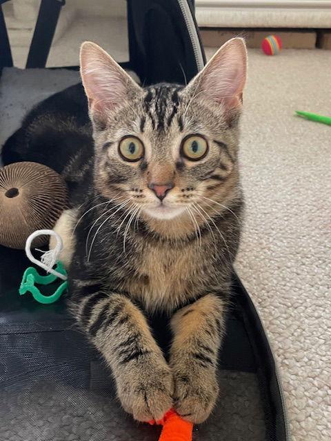 AUSTIN - bonded with Emma, Adopted, Kitten Male Domestic Short Hair.