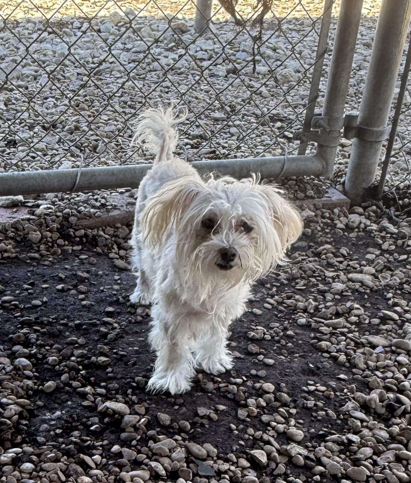 Enlarge Peachy Keen, an adopted Maltese in Plano, TX image 2/6