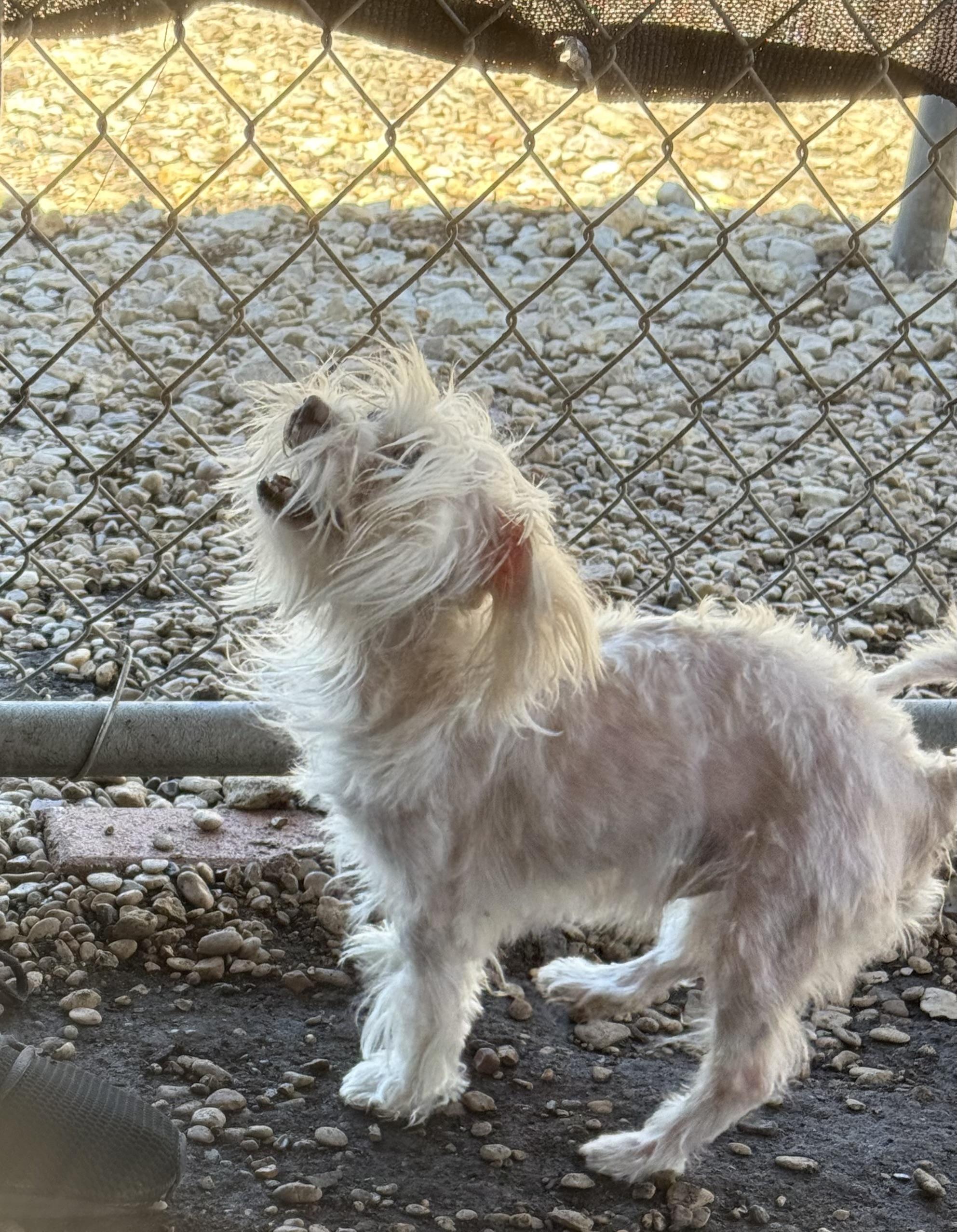 Enlarge Peachy Keen, an adopted Maltese in Plano, TX image 3/6