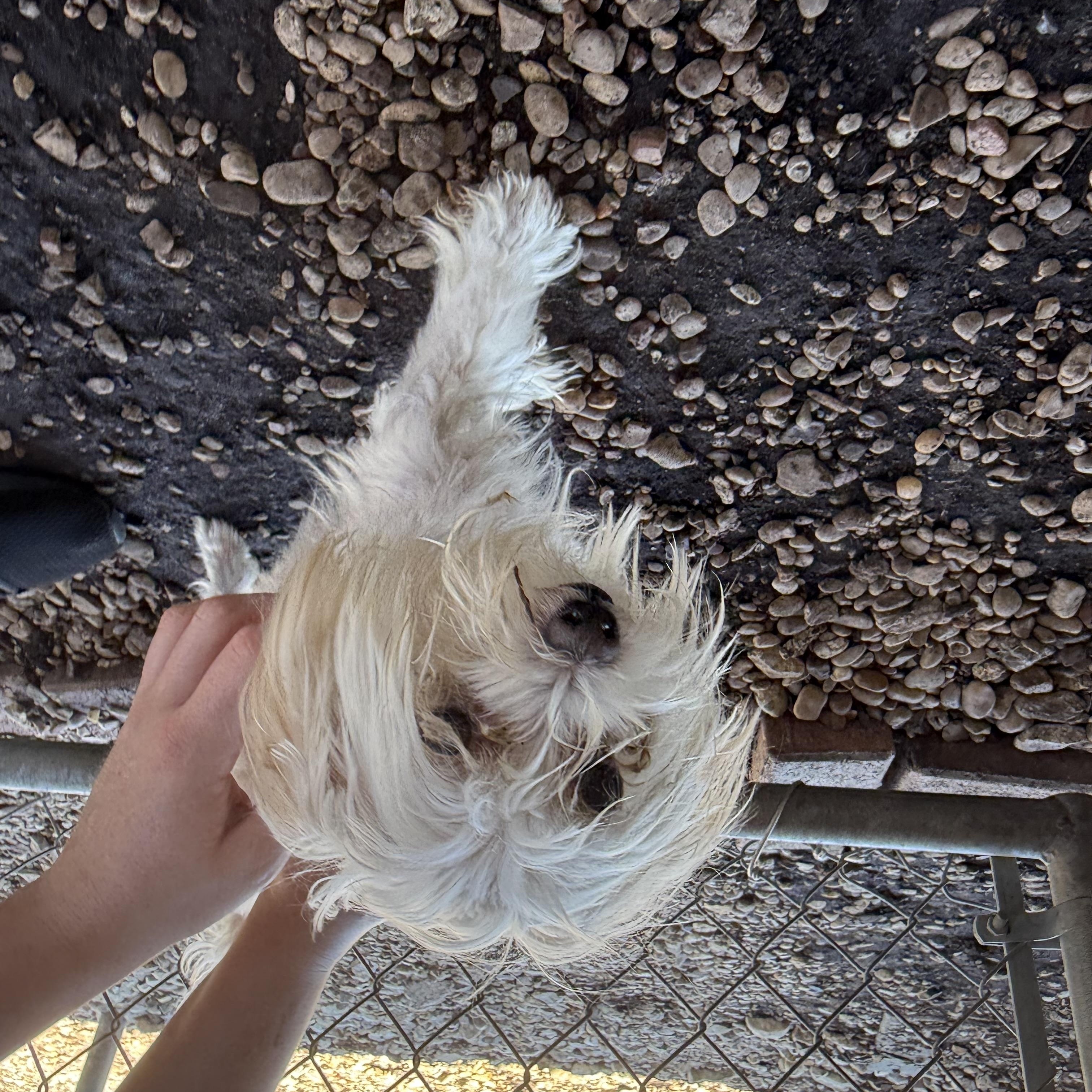Enlarge Peachy Keen, an adopted Maltese in Plano, TX image 6/6