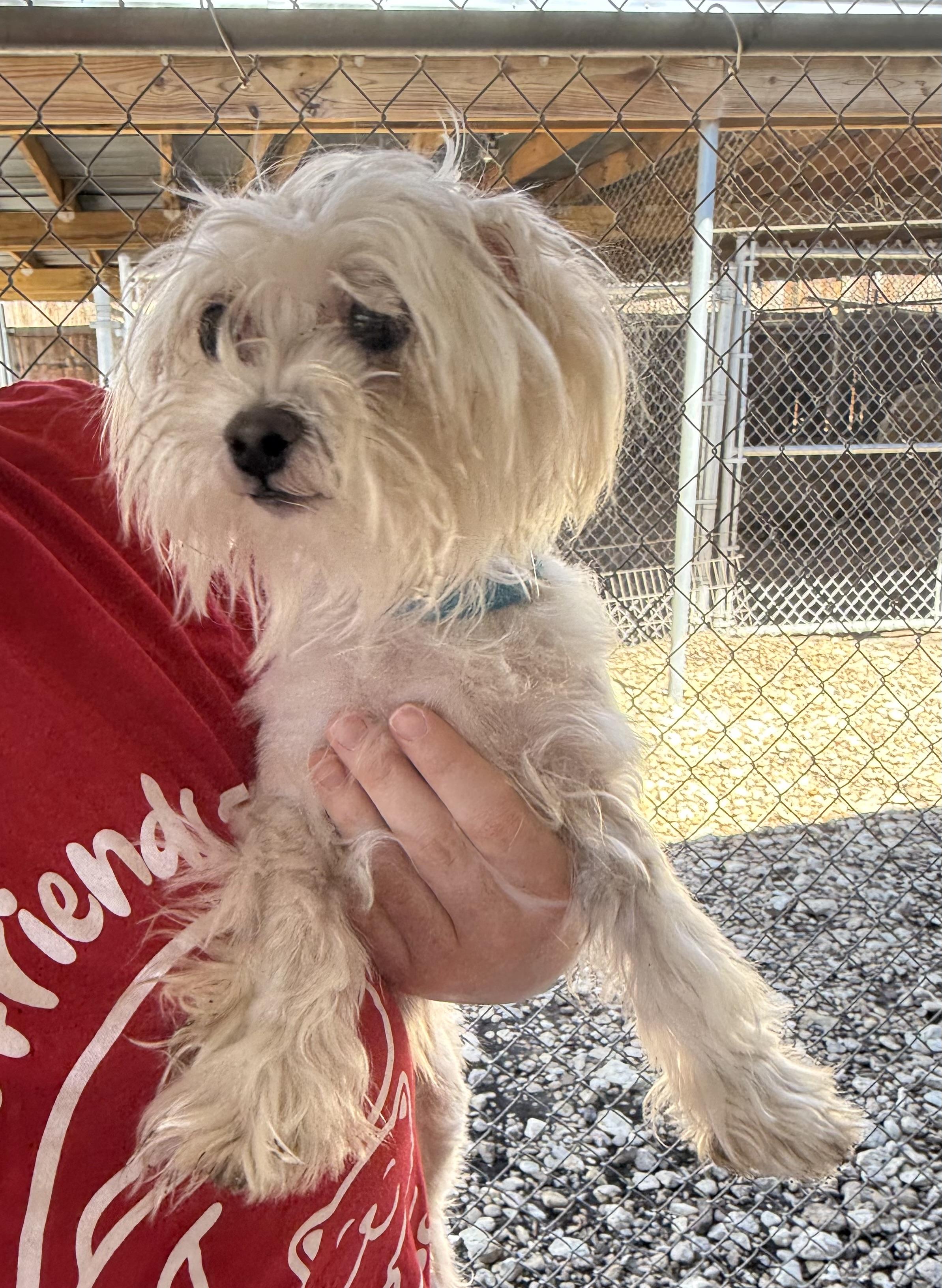 Peachy Keen, adopted, Adult Male Maltese.