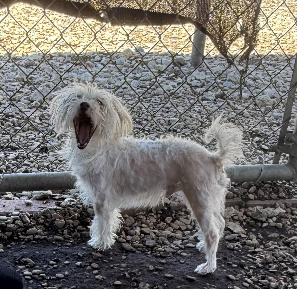 Enlarge Peachy Keen, an adopted Maltese in Plano, TX image 4/6