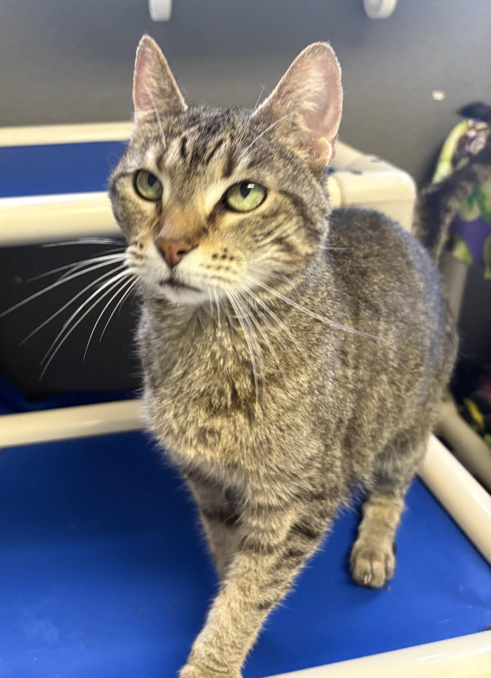 Daisy Andrews, Adoptable, Adult Female Domestic Short Hair.