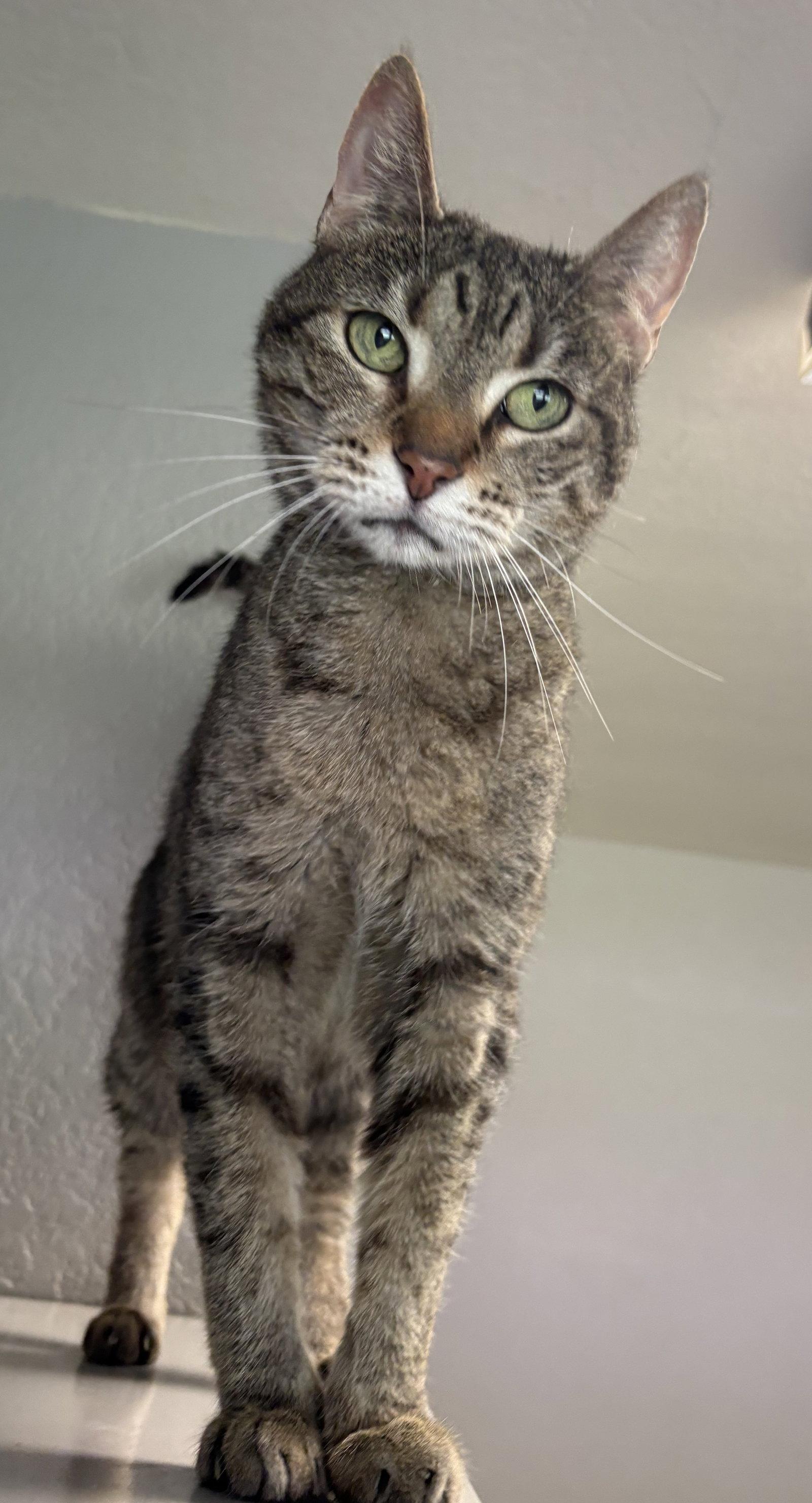 Enlarge Daisy Andrews, a Adoptable Domestic Short Hair in Kansas City, MO image 2/2