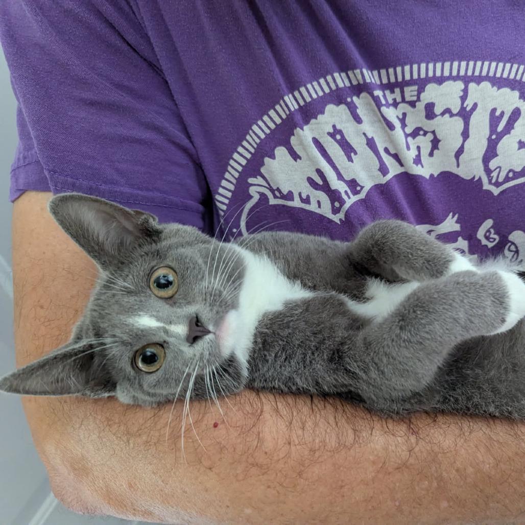 Pepper, Adoptable, Young Female Domestic Short Hair.