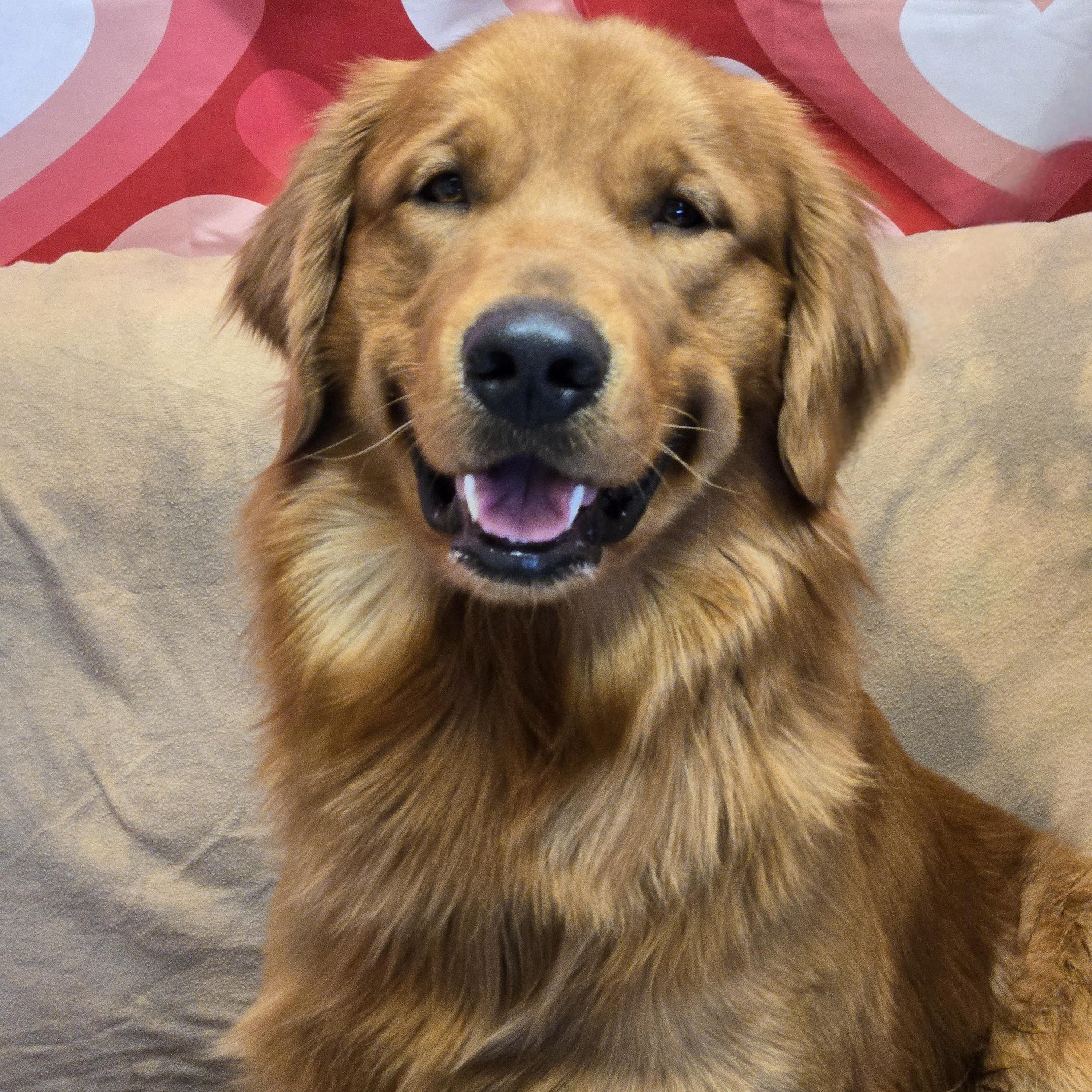 Enlarge Kobe, an adopted Golden Retriever in Normal, IL image 2/6