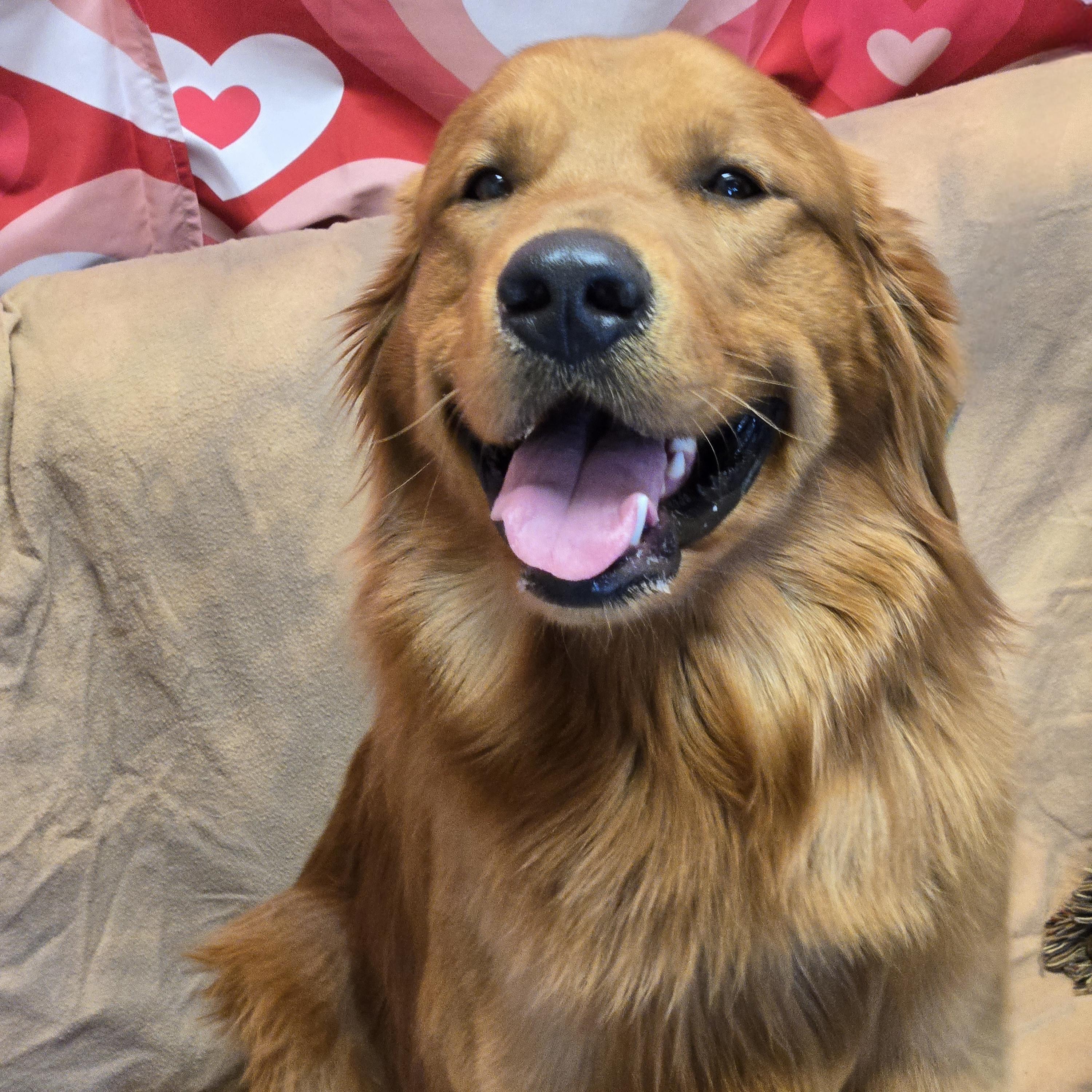 Enlarge Kobe, an adopted Golden Retriever in Normal, IL image 5/6
