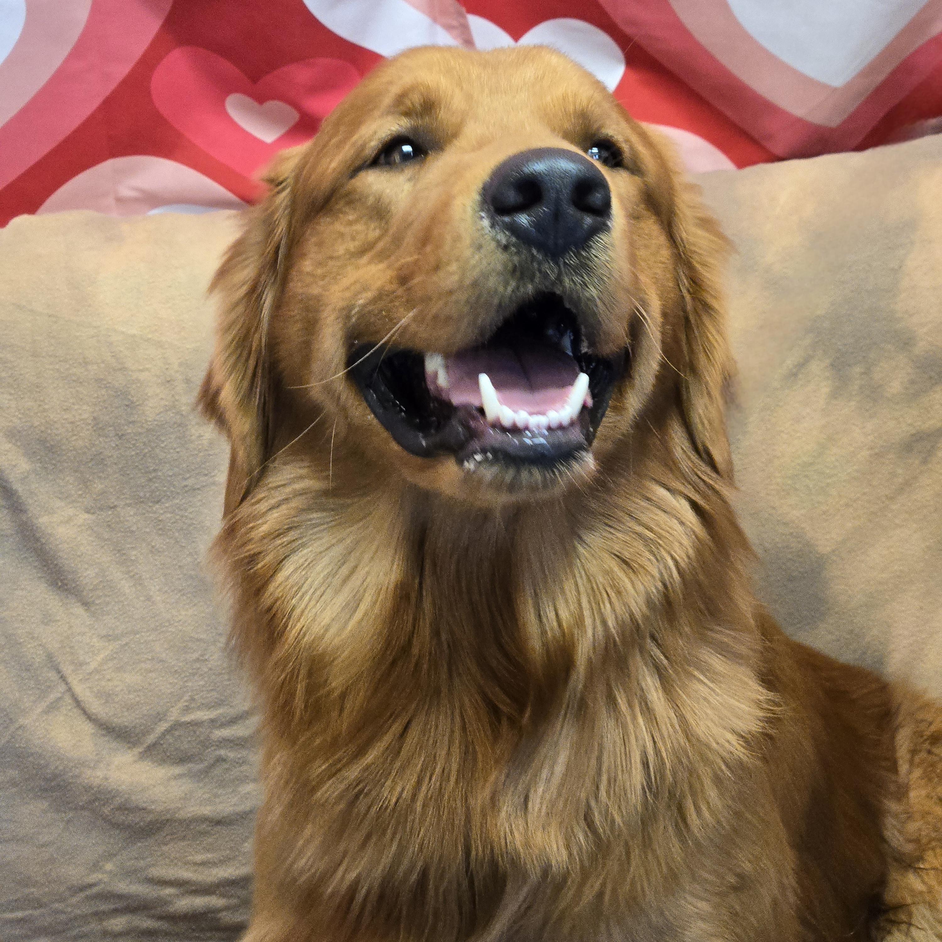 Enlarge Kobe, an adopted Golden Retriever in Normal, IL image 4/6
