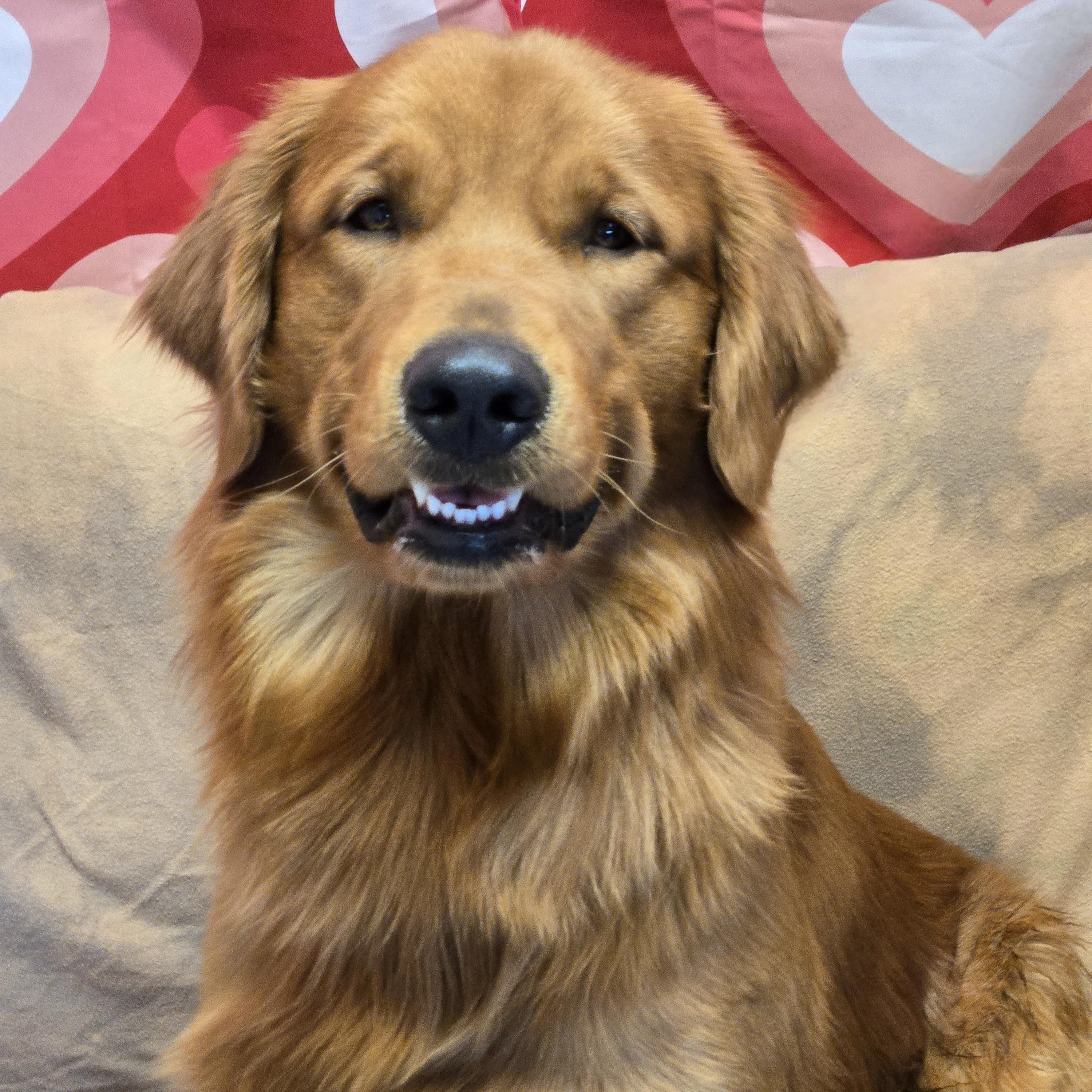 Enlarge Kobe, an adopted Golden Retriever in Normal, IL image 3/6