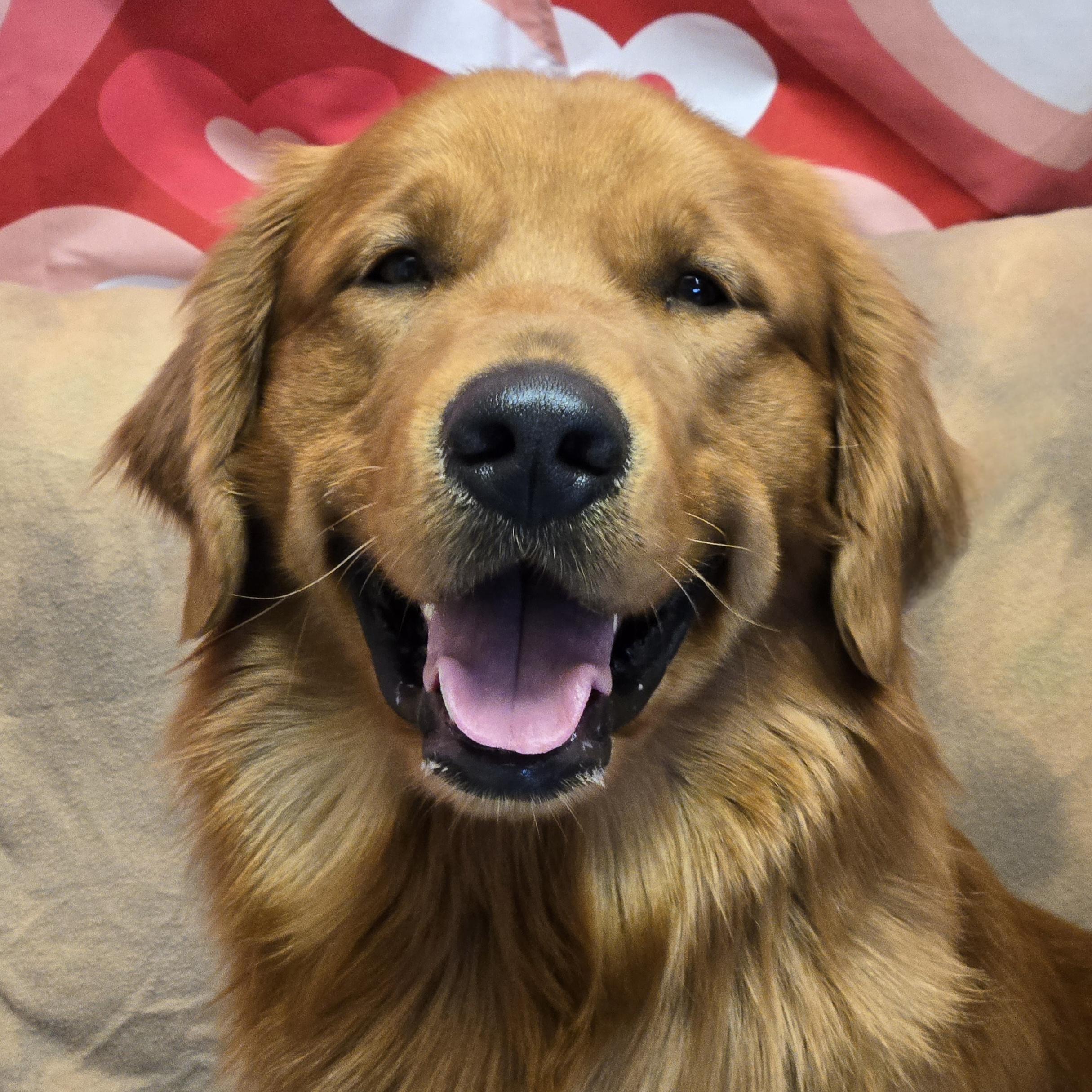 Kobe, adopted, Young Male Golden Retriever.