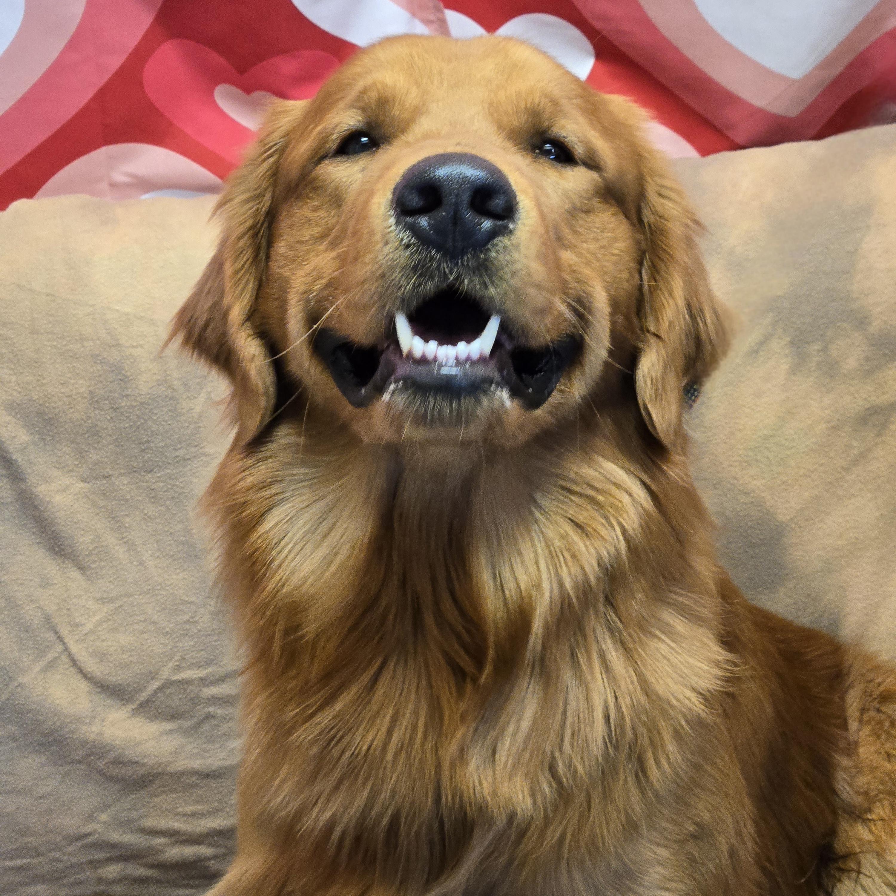 Enlarge Kobe, an adopted Golden Retriever in Normal, IL image 6/6