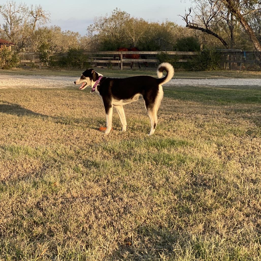 Enlarge Clyde, a ADOPTABLE mixed breed in Johnson City, TX image 2/4