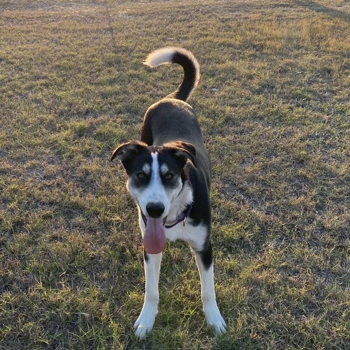 Enlarge Clyde, a ADOPTABLE mixed breed in Johnson City, TX image 1/4