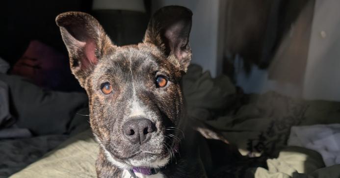 Enlarge Hortense, a Adoptable mixed breed in Waunakee, WI image 1/6