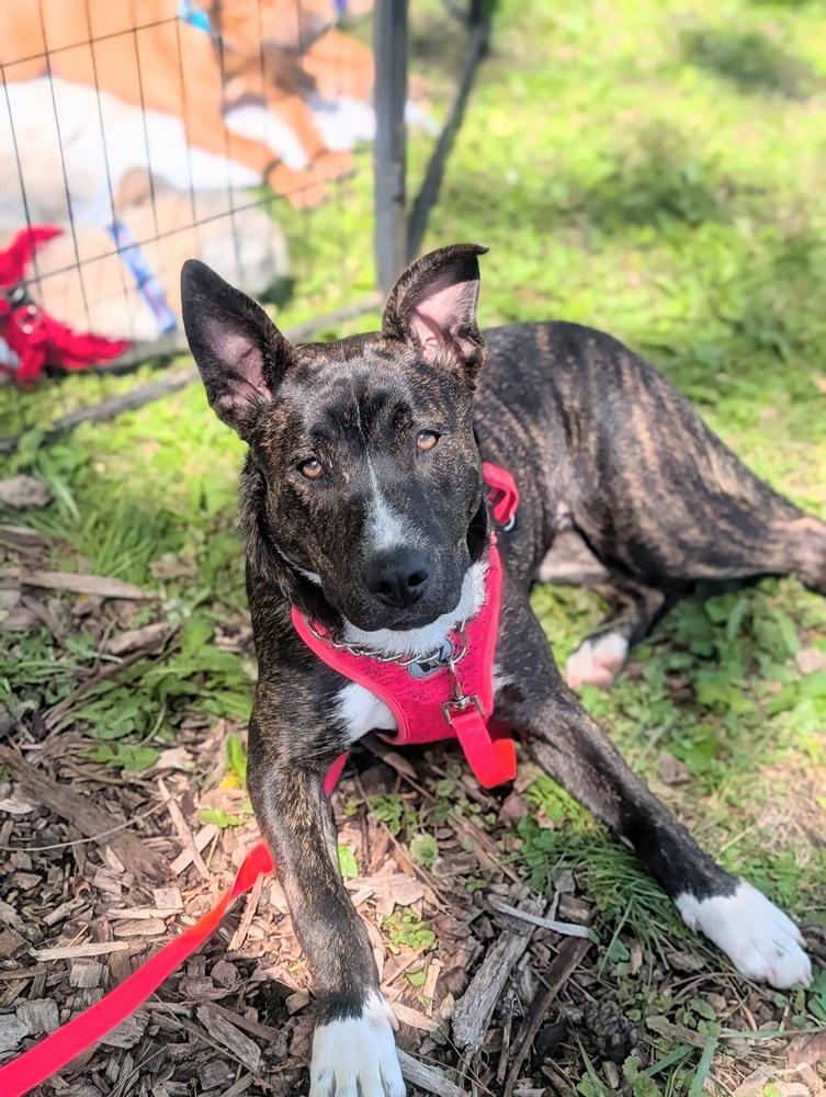 Hortense(Violet), a Adoptable mixed breed in Waunakee, WI image 3/6