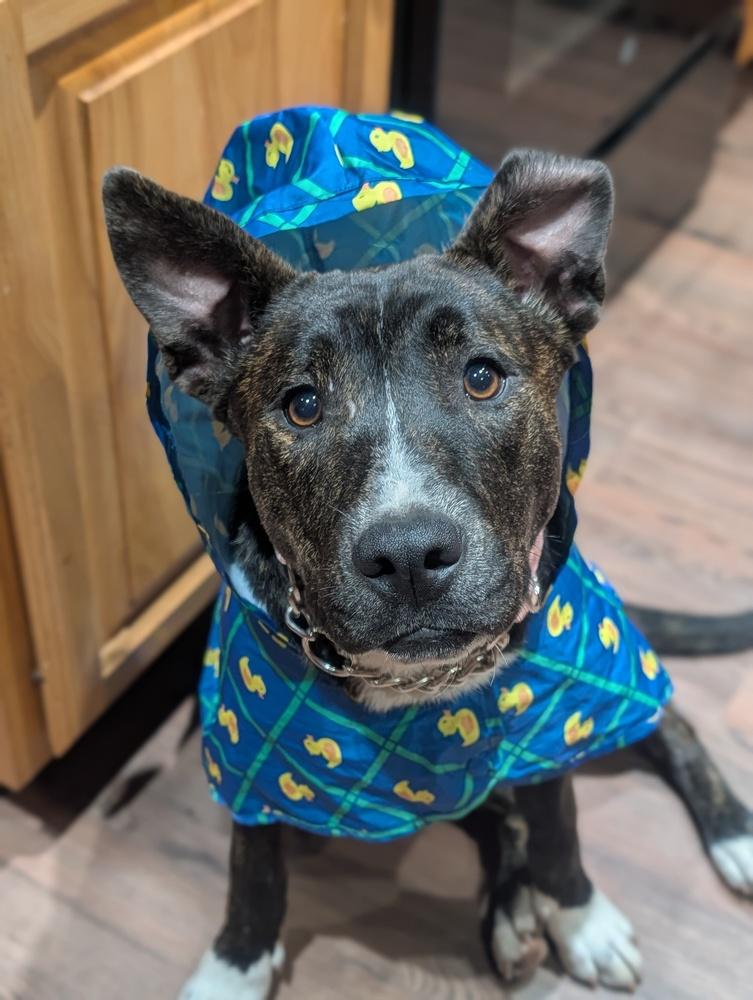 Hortense(Violet), a Adoptable mixed breed in Waunakee, WI image 4/6
