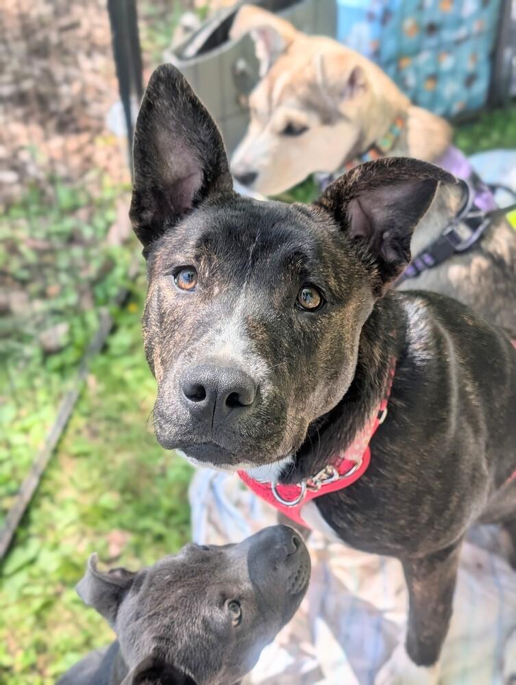 Hortense(Violet), a Adoptable mixed breed in Waunakee, WI image 5/6