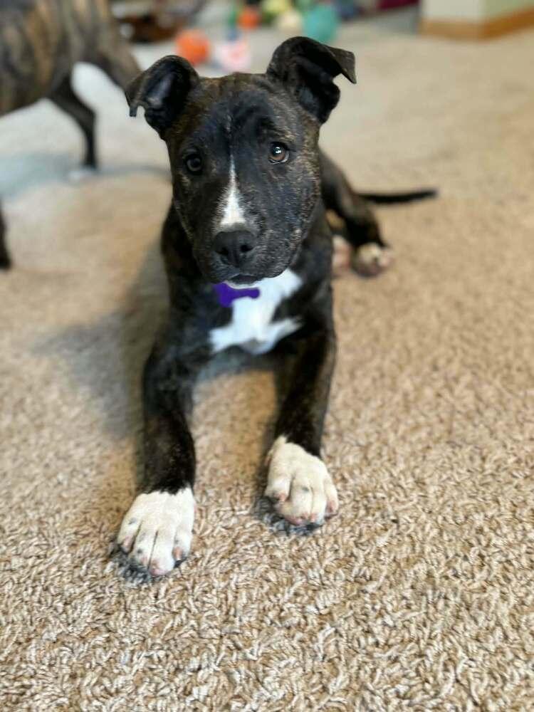 Enlarge Hortense, a Adoptable mixed breed in Waunakee, WI image 3/6