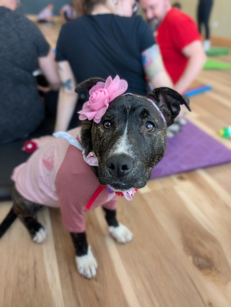 Enlarge Hortense, a Adoptable mixed breed in Waunakee, WI image 4/6