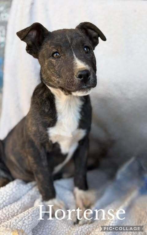 Enlarge Hortense, a Adoptable mixed breed in Waunakee, WI image 4/6