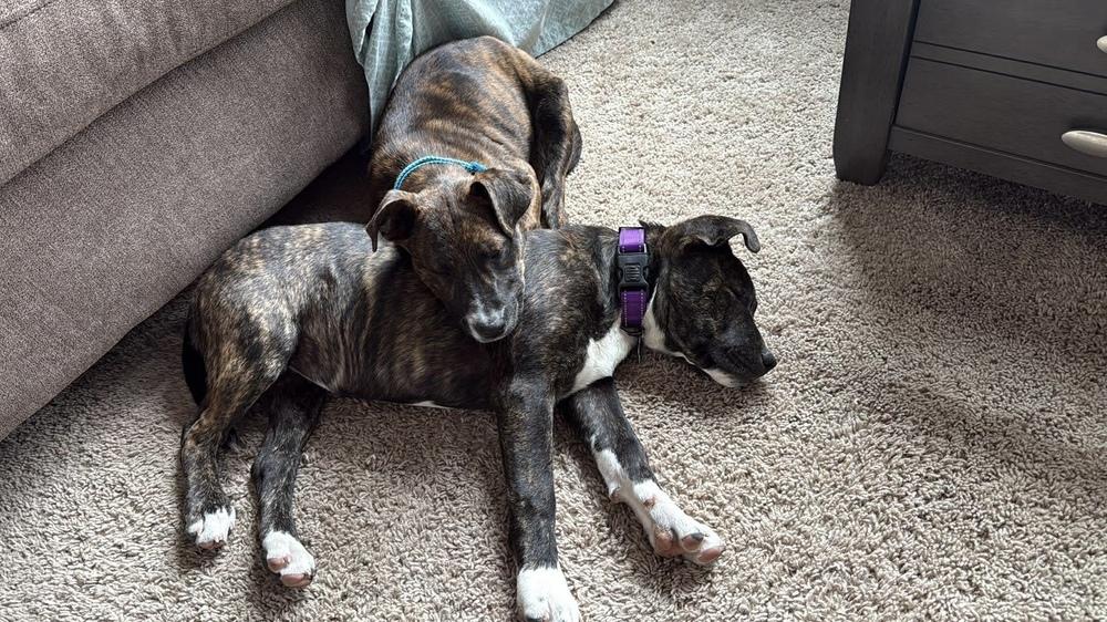 Enlarge Hortense, a Adoptable mixed breed in Waunakee, WI image 5/6