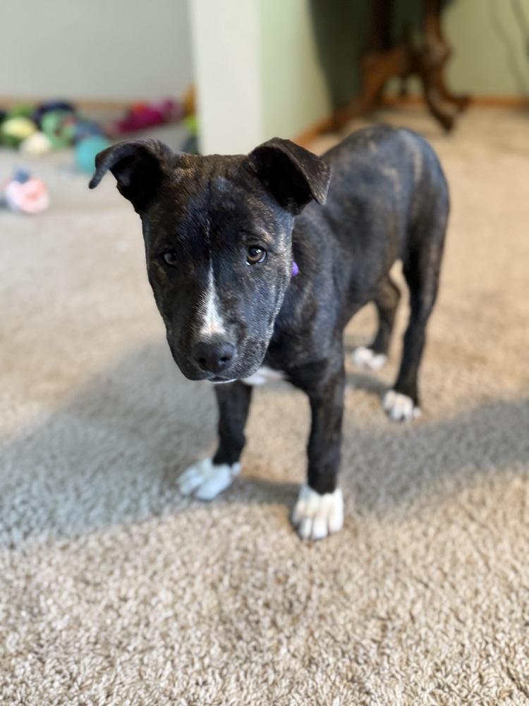 Enlarge Hortense, a Adoptable mixed breed in Waunakee, WI image 6/6