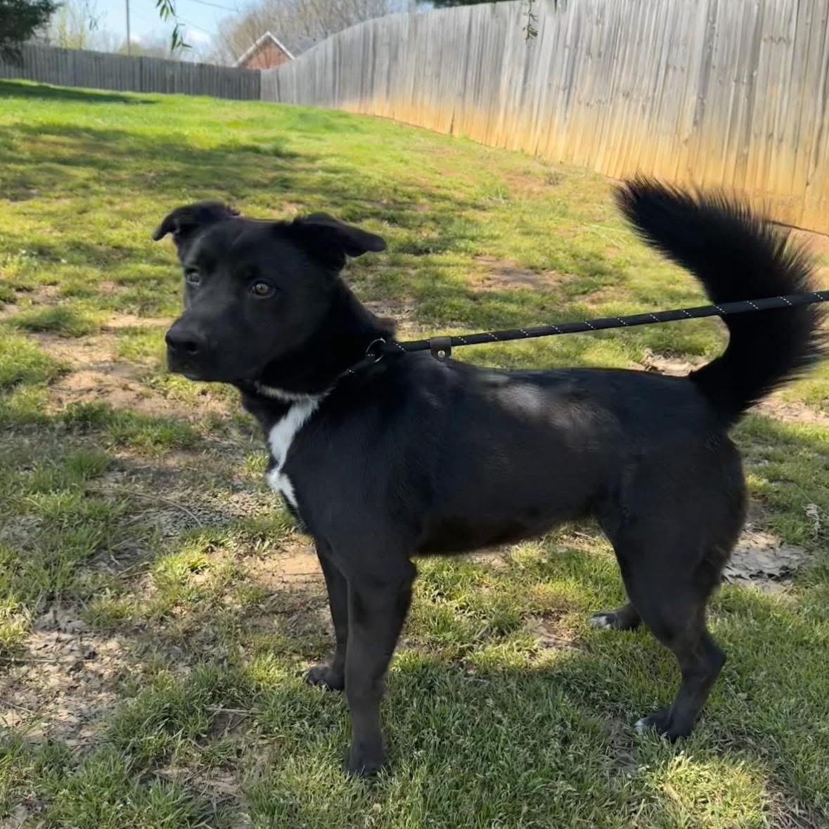 Enlarge Bailey, a Adoptable mixed breed in Louisville, KY image 1/3